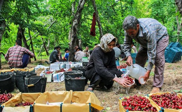 برداشت آلبالو از باغات قزوین آغاز شد 