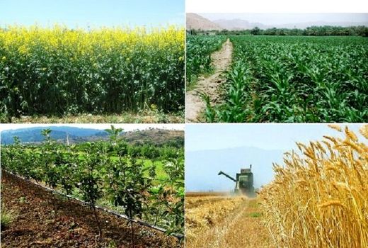 ارزش تولیدات سالانه بخش کشاورزی خراسان شمالی۵۰ هزار میلیارد ریال است