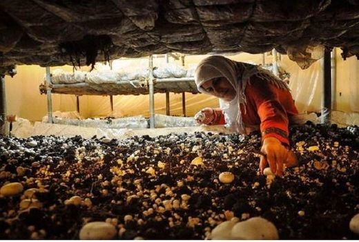 روستاییان خراسان شمالی ۸۶۵ میلیارد ریال وام کارآفرینی گرفتند