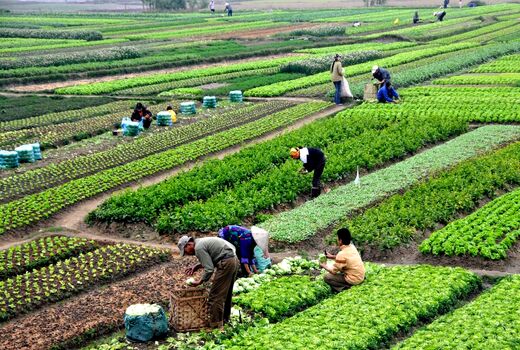 کشاورزی در فراسوی مرزهای جغرافیایی