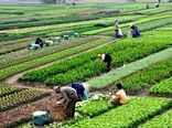 کشاورزی در فراسوی مرزهای جغرافیایی