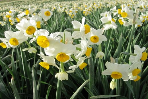  گیاهان زینتی بومی به‌جای چمن 