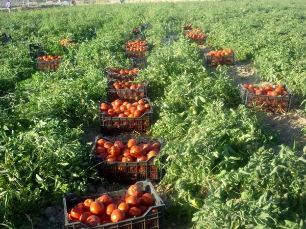 آغاز کشت نشاء گوجه فرنگی در  شهرستان بستک