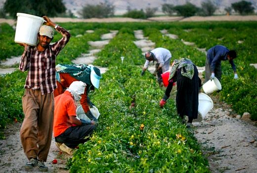 خرید حمایتی و توافقی محصولات کشاورزی ادامه دارد/ لزوم سودآوری برای کشاورز