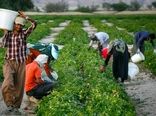 خرید حمایتی و توافقی محصولات کشاورزی ادامه دارد/ لزوم سودآوری برای کشاورز