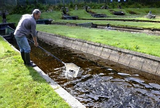 اشتغال 200 نفر در پرورش ماهی سد سیمره