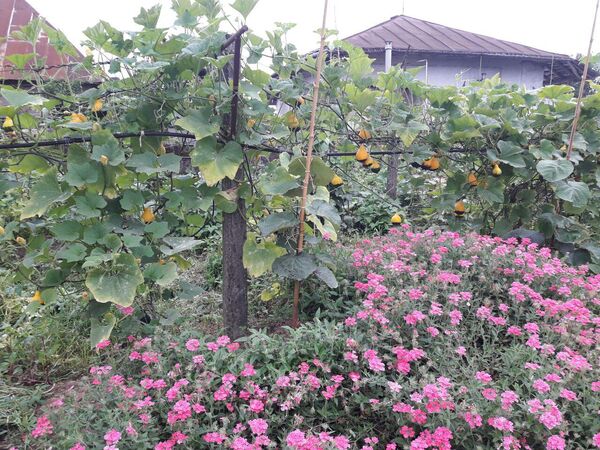 کشت همزمان چند محصول زراعی و صیفی در باغ یک روستایی در رودسر