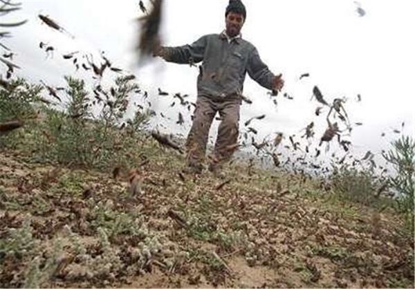 مبارزه با آفت ملخ مراکشی در اراضی شهرستان طارم