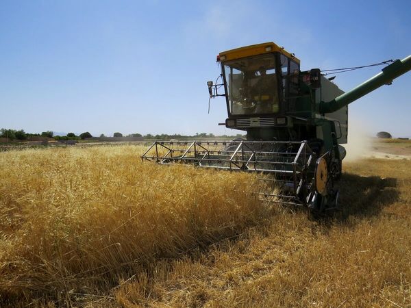 آغاز برداشت گندم از مزارع چهارمحال و بختیاری
