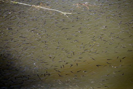 بازسازی ذخایر آبزیان در حمیدیه