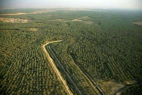آفت کنههای گردآلود خرما در کمین نخلستانهای بوشهر