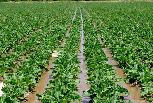 توسعه کشت چغندرقند موجب حاصلخیزی خاک می‌شود