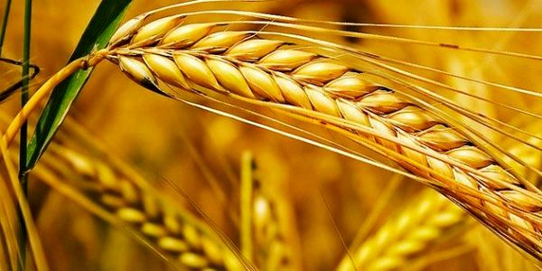 خودکفایی گندم ادامه می‌یابد/ "به عقب برنمی‌گردیم"