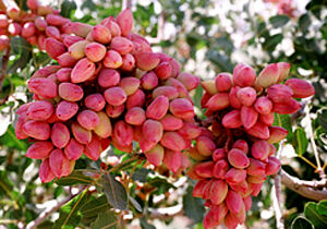 سرمای بهاری تولید پسته را کاهش داد