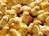 10 عامل تأثیرگذار بر قیمت جوجه یک‌روزه گوشتی