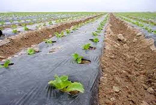 برداشت صیفی‌جات از مزارع شهرستان گرمسار