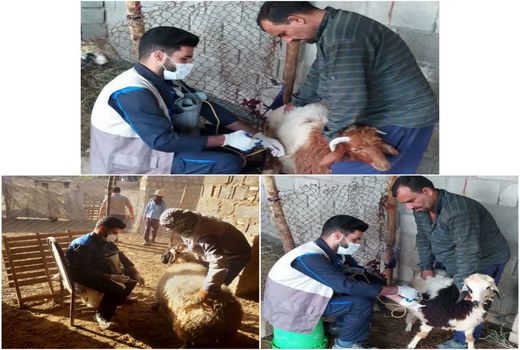 سم‌پاشی جایگاه‌های دام و دام‌های سبک در رامشیر