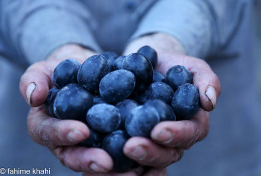 از لمس شاخه‌ها تا عصاره ی نور  