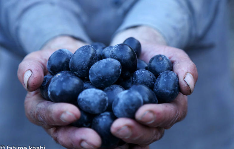 از لمس شاخه‌ها تا عصاره ی نور  