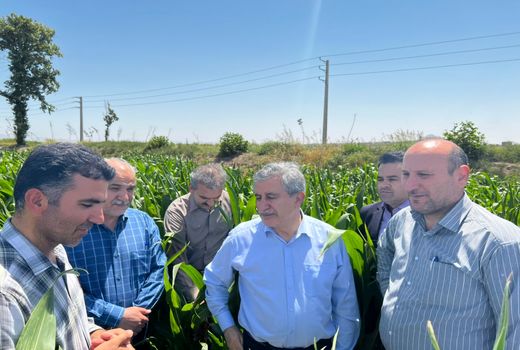 بازدید معاون وزیر جهاد کشاورزی از مزرعه نمونه ملی ۳۰۰هکتاری در استان تهران