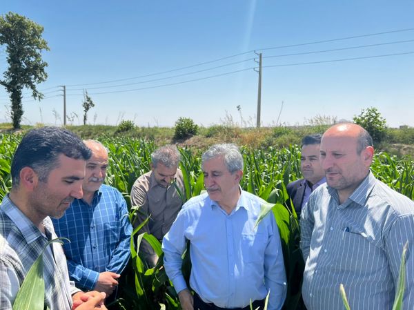 بازدید معاون وزیر جهاد کشاورزی از مزرعه نمونه ملی ۳۰۰هکتاری در استان تهران