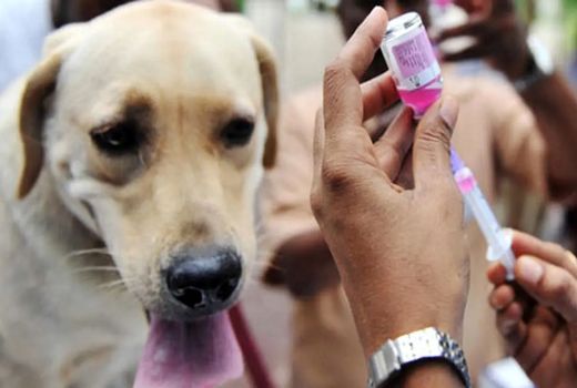 ضرورت همکاری بین‌بخشی/ می‌توان مرگ‌ومیر انسانی ناشی از هاری را به صفر رساند