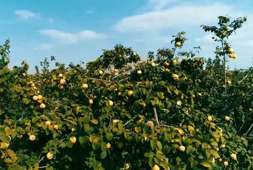 آغاز فصل برداشت بِه  در فلاورجان