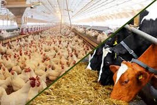 توزیع 118 هزار تن نهاده دامی در استان فارس