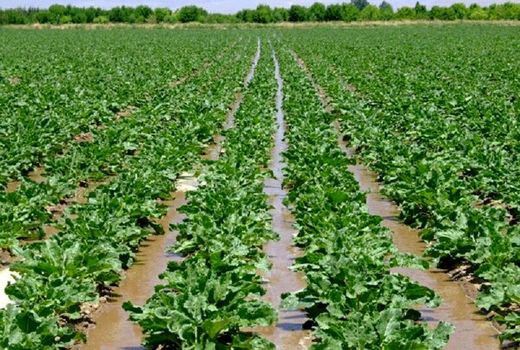 کشت چغندر علوفه‌ای در دشتستان افزایش می‌یابد