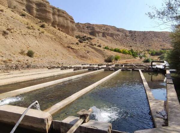 ۹۰ درصد تولید ماهیان گرم آبی اصفهان از منابع آبی خرد حاصل می شود