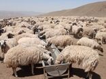 تامین آب شرب ۲۰ هزار راس دام عشایر خوی در میانبندها با تانکرهای سیار