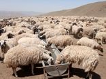 تامین آب شرب ۲۰ هزار راس دام عشایر خوی در میانبندها با تانکرهای سیار