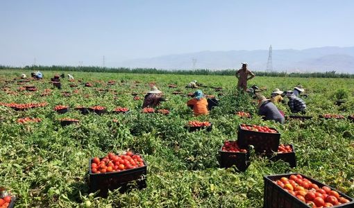 تولید بیش از 200 هزار تن گوجه فرنگی در کازرون