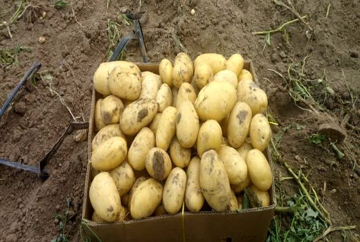 آغاز برداشت سیب‌زمینی در عجب‌شیر