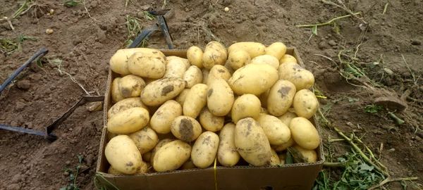 آغاز برداشت سیبزمینی در عجبشیر