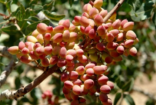 برداشت بالغ‌بر 12 هزار تن پسته از باغات استان