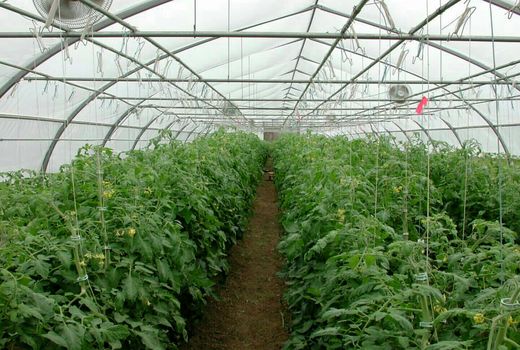 تعداد  70 گلخانه مقیاس کوچک در خلخال پروانه احداث گرفتند