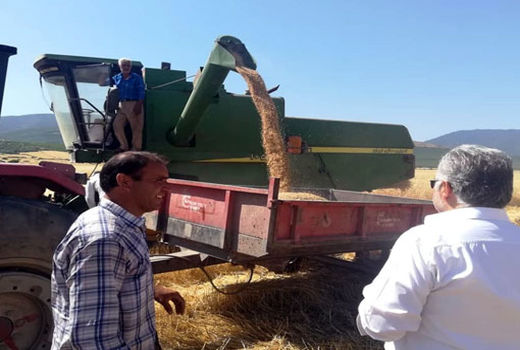 تولید بیش از 18 هزار تن گندم در شهرستان خداآفرین