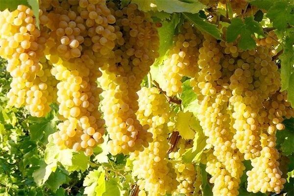 آغاز برداشت انگور از باغات تاکستان