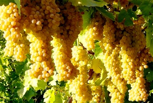 آغاز برداشت انگور از باغات تاکستان