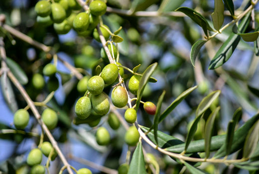 طرح توسعه باغات زیتون هلیلان سه سال دیگر تکمیل می‌شود