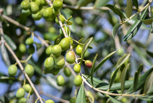 طرح توسعه باغات زیتون هلیلان سه سال دیگر تکمیل می‌شود