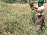 آغاز برداشت رازیانه در کارون