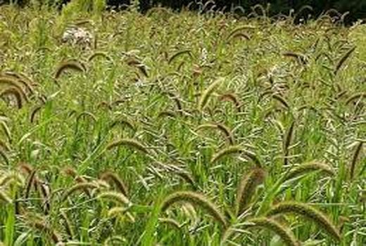 آموزش مدیریت عوامل خسارت‌زا در شرایط کشاورزی حفاظتی