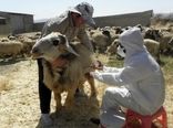 ۸۵ درصد از دامهای خراسان شمالی برای مقابله با طاعون مایه کوبی می شوند
