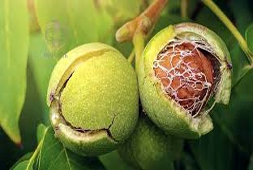 پیش بینی برداشت ۱۸ هزارتن گردو از باغات کردستان