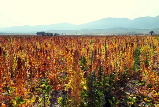 آغاز برداشت خاویار گیاهی در شهرستان جهرم