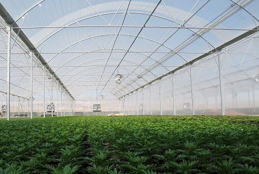  4 هزار و 344 طرح گلخانه‌ای برای دریافت تسهیلات به بانک های عامل معرفی شد