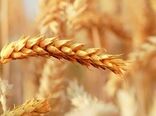 مزارع بذری از حساسیت ویژه ای برخوردار هستند