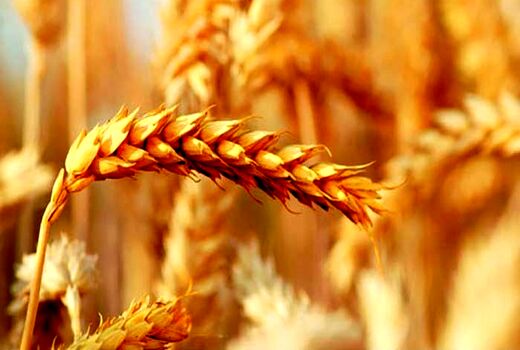 مزارع بذری از حساسیت ویژه ای برخوردار هستند